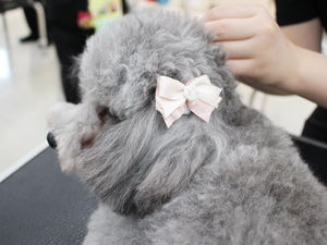 手作りリボンをモデル犬に☆